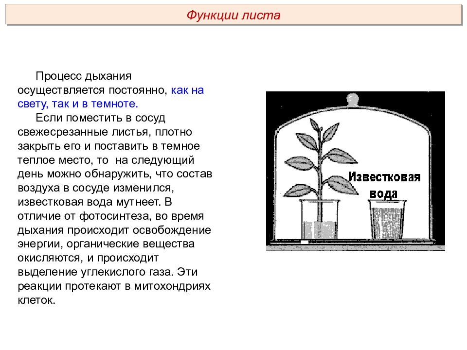 Процессы листа. Опыт дыхание растений лист в воде. Растения ДАШТ на свету и в темноте. Опыт с растением и известковой водой. Опыт процесса дыхания.