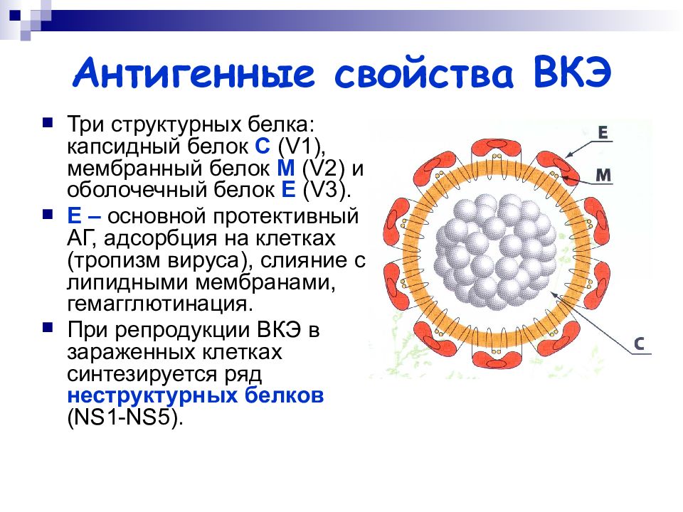 Вирус краснухи норма. Вирус клещевого энцефалита. Вирус клещевого энцефалита характеристика вируса. Вирус клещевого энцефалита микробиология. Культивирование вируса краснухи.