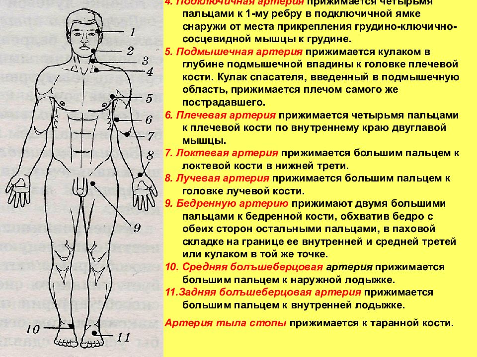 Как производится пальцевое прижатие подключичной артерии. Подключичная артерия где. Подключичная артерия прижимается к 1 ребру. Подключичная артерия на ребре. Подключичная артерия прижимается пальцем.