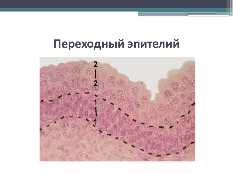 Организация ткани. Переходный эпителий уротелий. Функции многослойного переходного эпителия. Многослойный переходный эпителий выстилает. Однослойный переходный эпителий.