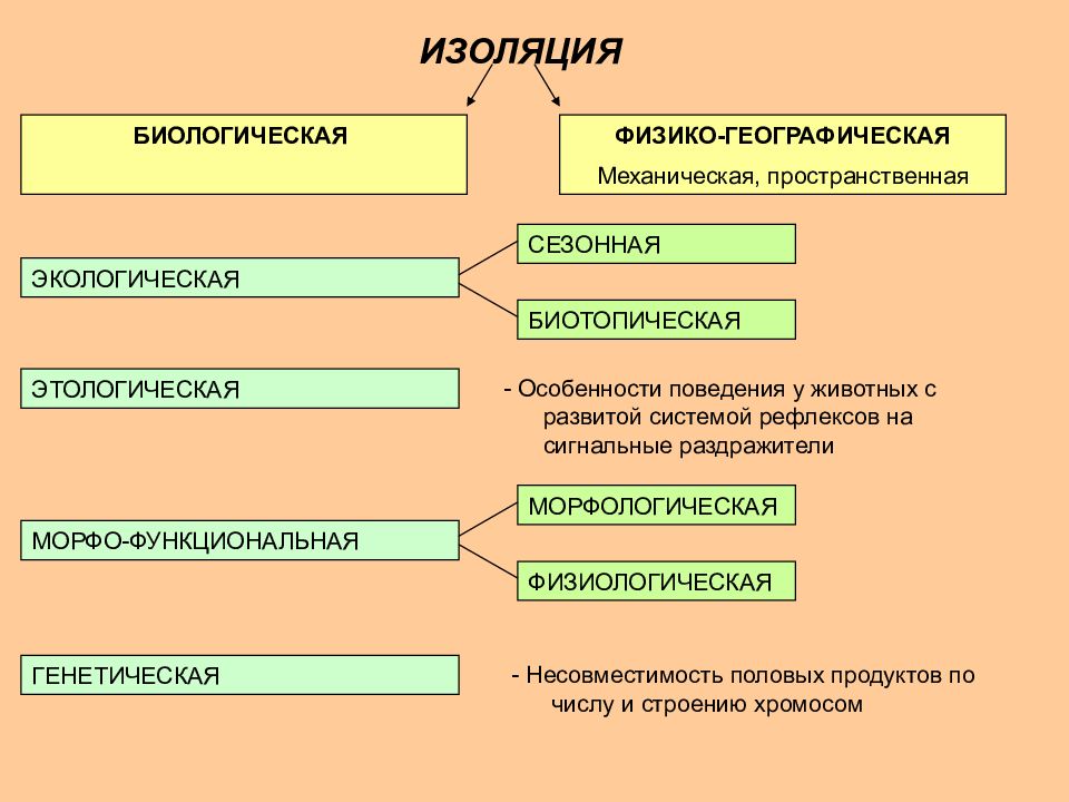 Изоляция в биологии картинки