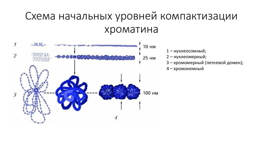 Компактизация хромосом это. Нуклеомерный уровень компактизации хроматина. Хромонемный (доменный) уровень компактизации хроматина. Схема компактизации хроматина. Уровни компактизации хроматина.