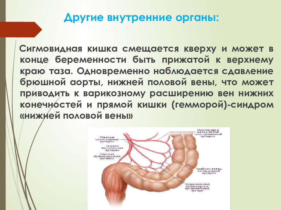 Сигмовидная кишка это. Кровоснабжение сигмовидной кишки. Кровоснабжение сигмовидной ободочной кишки. Сигмовидная ободочная кишка кровоснабжается. Кровоснабжение сигмовидной и прямой кишки.