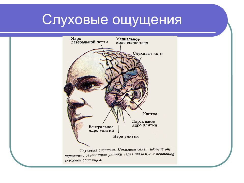 Субъективные качества слуховых ощущений. Слуховые ощущения. Слуховые ощущения в психологии. Слух (ощущение). Теории возникновения слуховых ощущений..