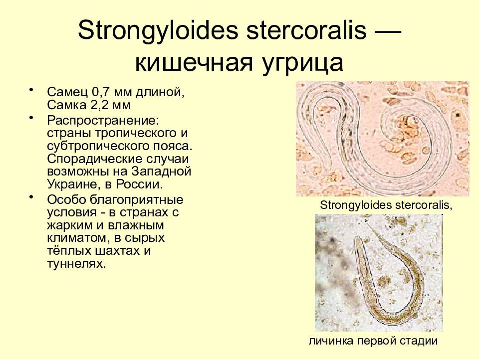 Жизненный цикл угрицы кишечной. Стронгилоид (кишечная угрица);. Нематод strongyloides stercoralis. Угрица кишечная strongyloides stercoralis.