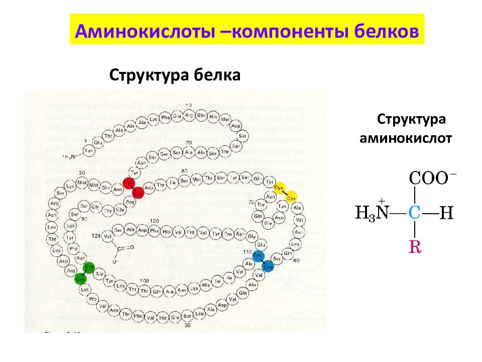 Количество белковых аминокислот. Аминокислоты структурные компоненты белков. Получение аминокислот презентация. 4 Белковая структура. Уникальные аминокислоты в составе пептидогликана.