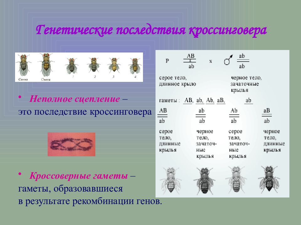 Сцепленное наследование генов презентация 9 класс