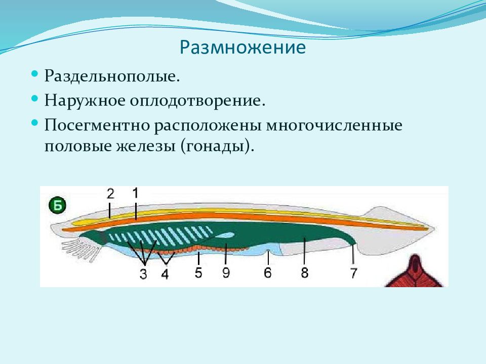 Газообмен у ланцетника происходит в органах обозначенных на рисунке цифрой