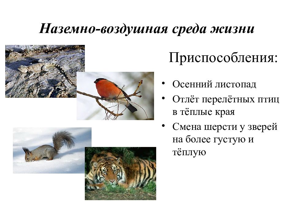 Среда обитания лисы наземно воздушная. Наземно-воздушная среда жизни. Приспособления животных к наземно-воздушной среде. Адаптация животных к наземно-воздушной среде. Приспособление организмов к наземно-воздушной среде.