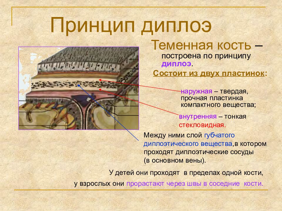 Наружная пластинка свода черепа это. Губчатое вещество кости свода черепа. Наружная и внутренняя костная пластинка. Стекловидная пластинка костей черепа. Строение костей свода черепа.