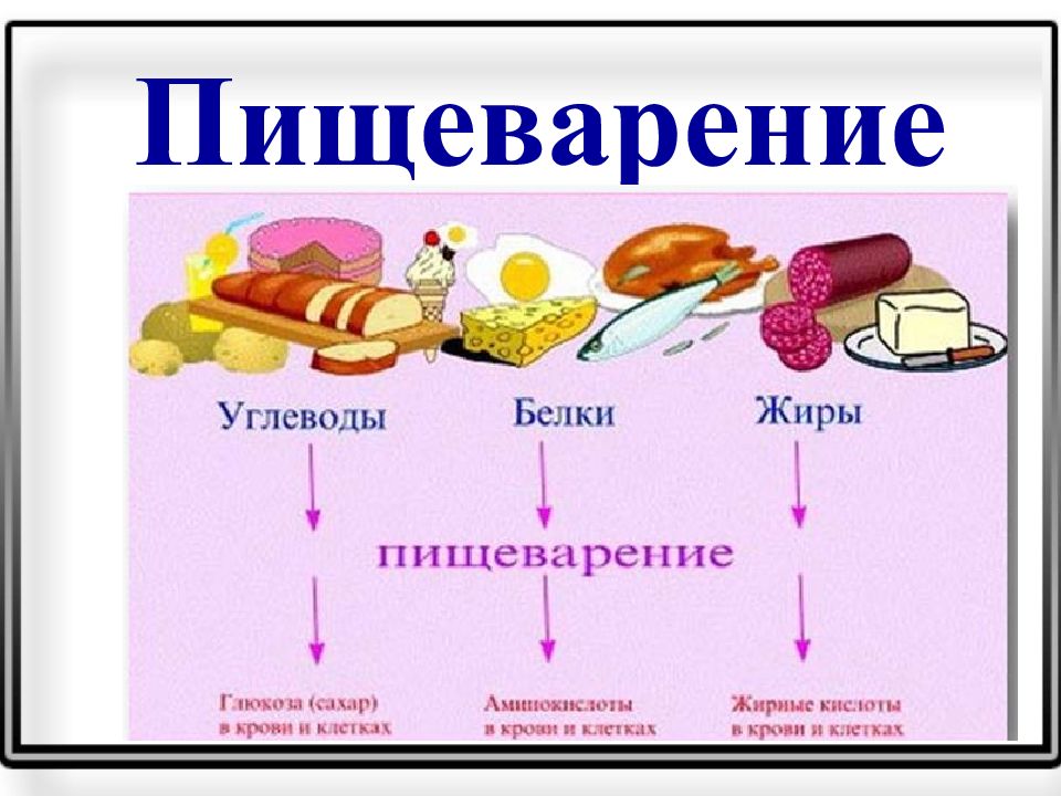 Пищеварение