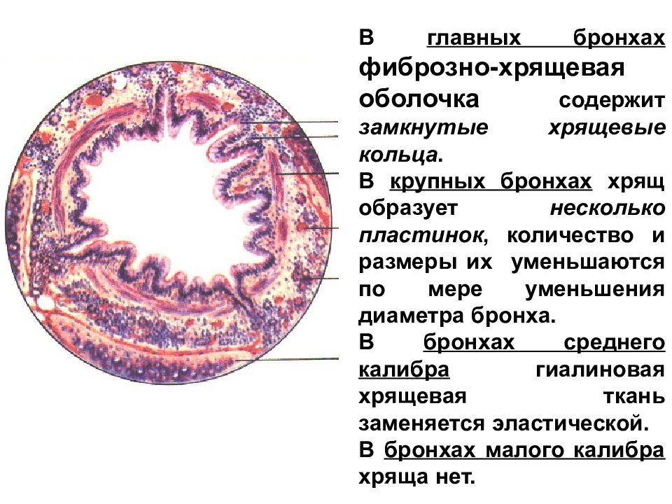 Общий план строения органов дыхания гистология