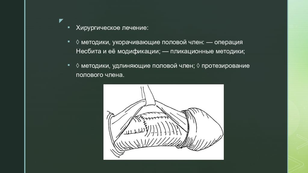 Презентация на тему половой член