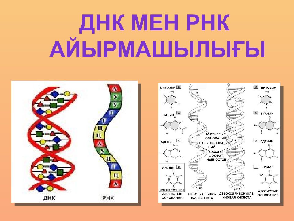Днк и рнк общее. ДНК. РНК. ДНК для презентации. ДНК И РНК расшифровка.