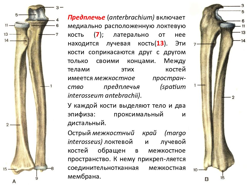 Предплечье где находится