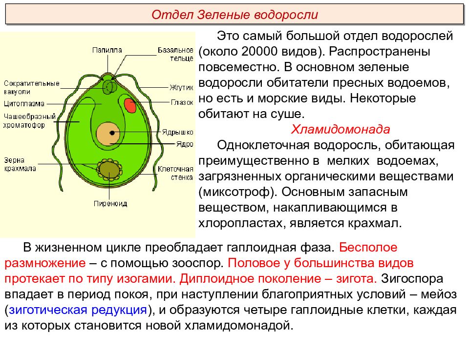 Тип питания низших растений