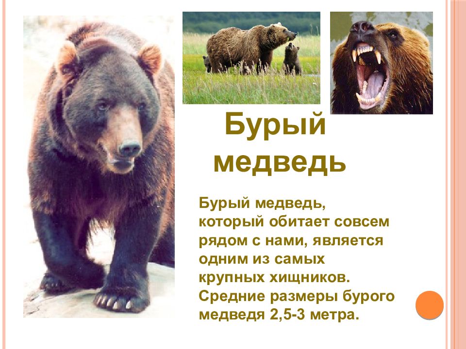 Бурый медведь Бурый медведь, который обитает совсем рядом с нами, является