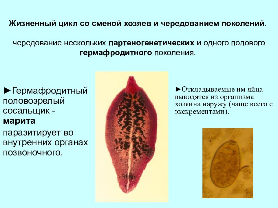 Плоские черви симметрия. Симметрия печеночного сосальщика. Сосальщики черви симметрия. Симметрия сосальщиков червей. Симметрия у сосальщика.