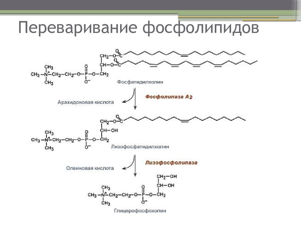 Фосфолипид фермент. Гидролиз фосфолипидов фосфолипазой а2. Лецитин фосфолипаза а1. Переваривание липидов фосфолипаза а2. Гидролиз лецитина фосфолипазой а2.