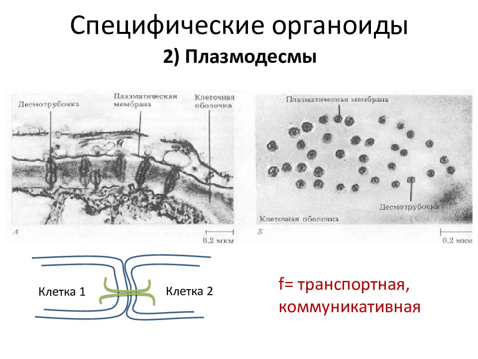 Какая клетка содержит плазмодесмы