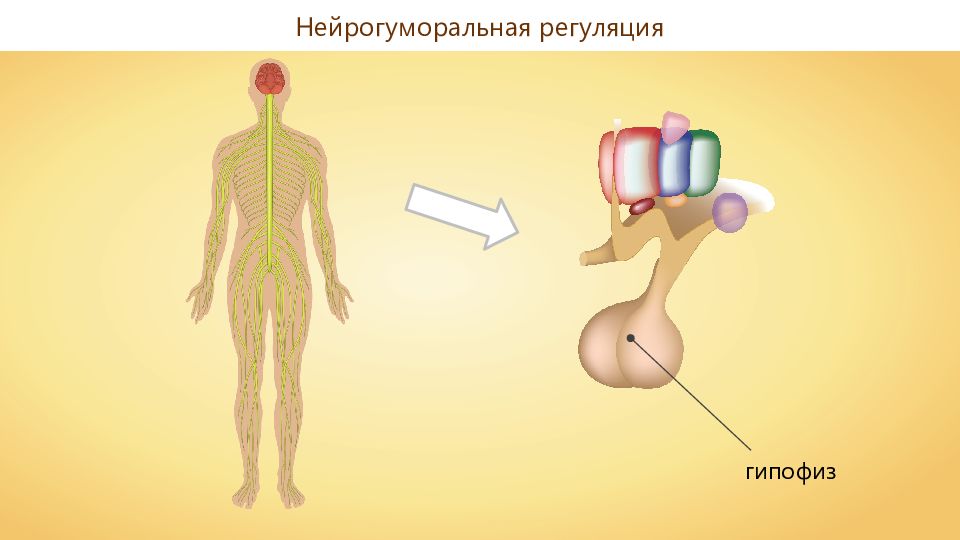 Гуморальная система. Нейрогуморальная регуляция эндокринной системы. Нейрогуморальная система регуляции. Нейро-гуморальная регуляция. Органы гуморальной системы.