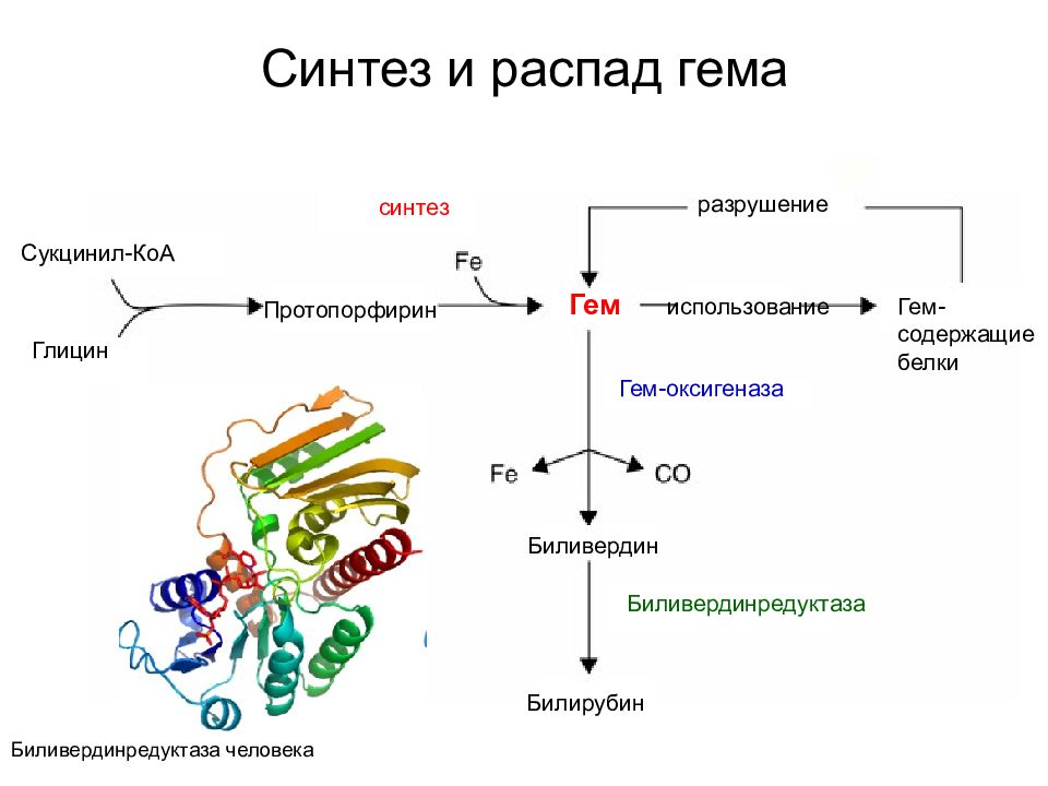 Схема катаболизма гема до образования конечных продуктов