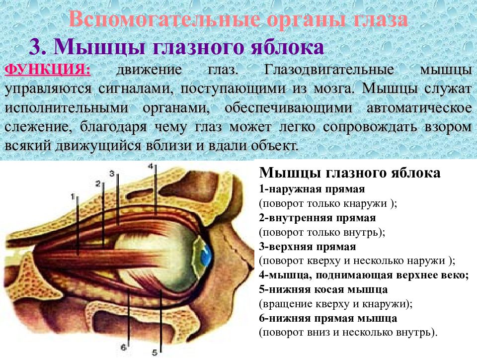 Мышцы под глазом. Мышцы глаза схема. Верхняя косая мышца глаза иннервируется. Мышцы глазного яблока. Мышцы глазного яблока иннервируются.