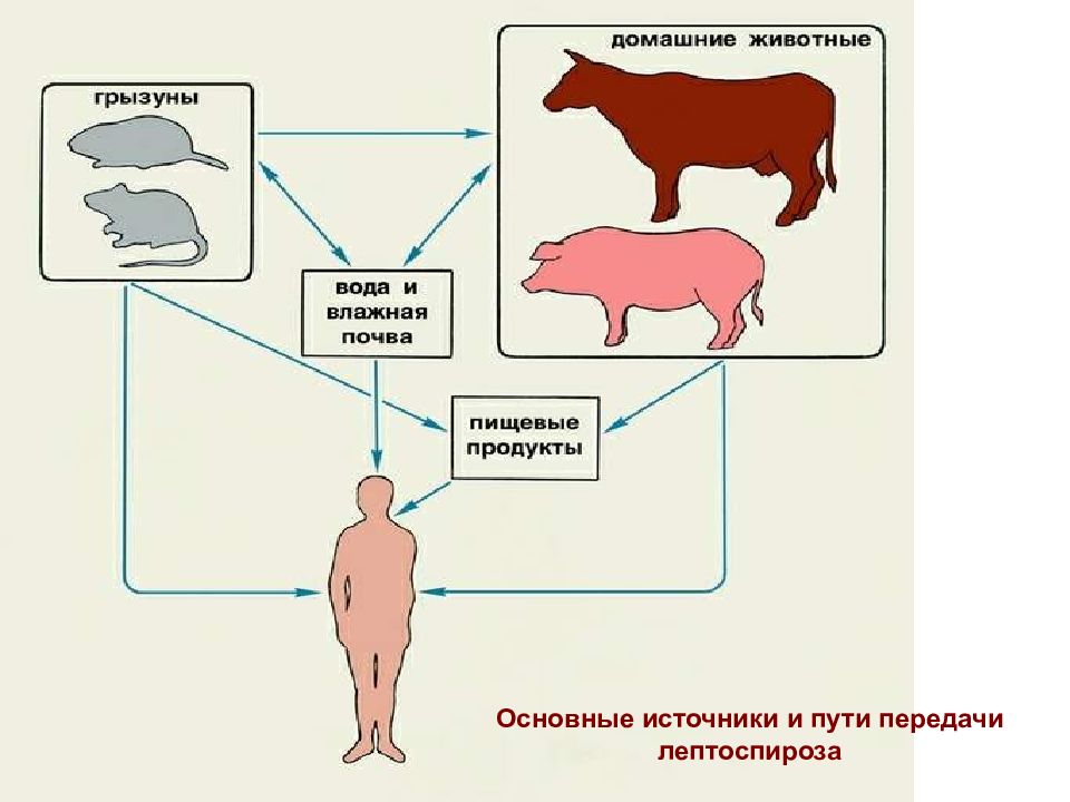 Лептоспироз собак презентация