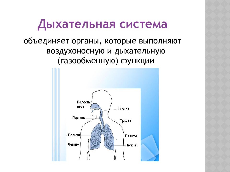 Презентация анатомия и физиология органов дыхания