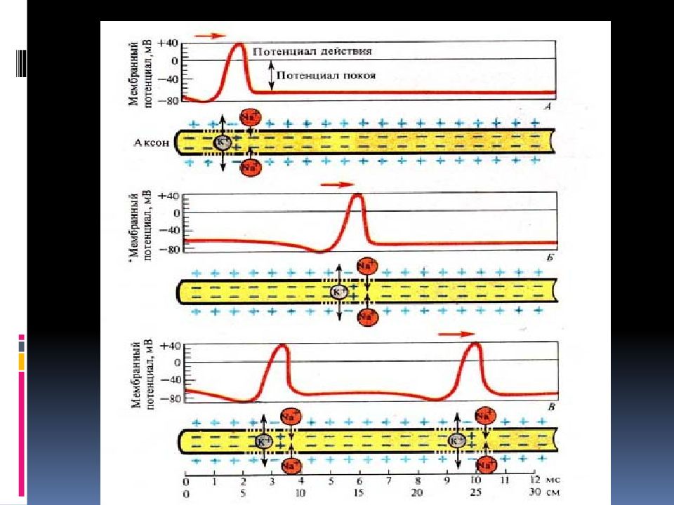 Схема потенциала действия физиология