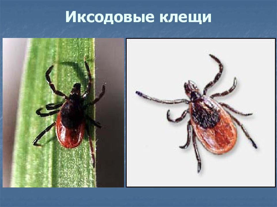 Иксодовые клещи виды фото и описание