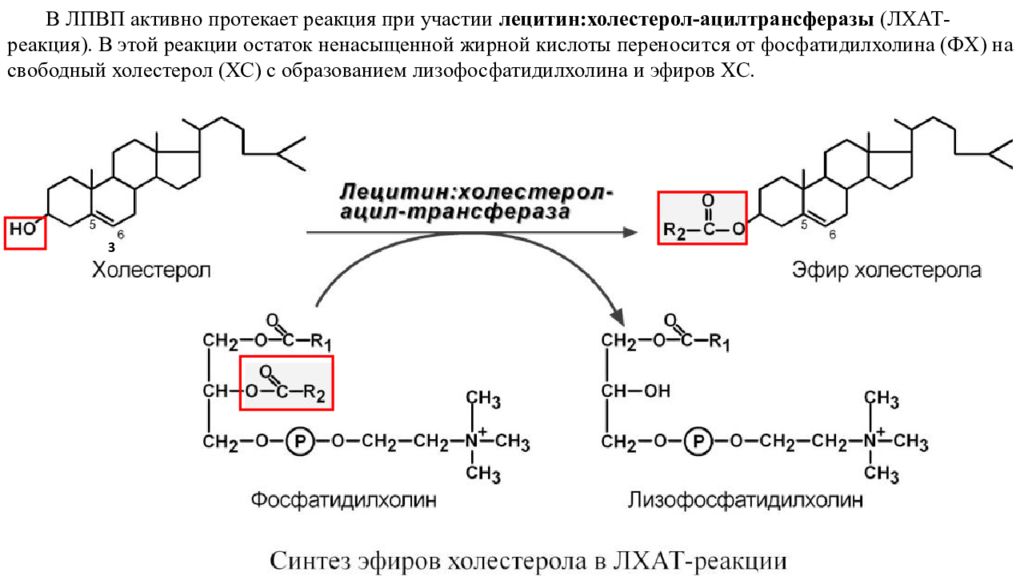 Холестерол не связанный с липопротеинами высокой плотности. Лецитин холестерин ацилтрансфераза. ЛХАТ (лецитин-холестерол-ацилтрансфераза) катализирует реакцию. Коферменты синтеза жирных кислот. Лецитин отщепление жирных кислот.