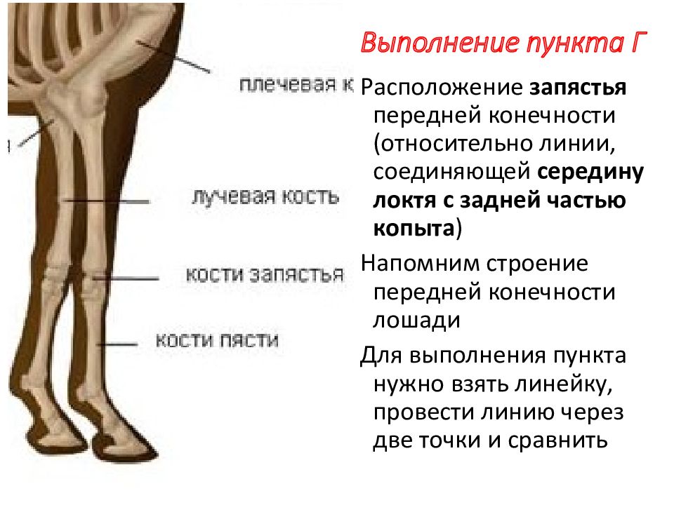 Выполнение пунктов. Описание конечности лошади. Передние конечности гепарда и передние конечности лошади. Выполненные пункты для презентаций.