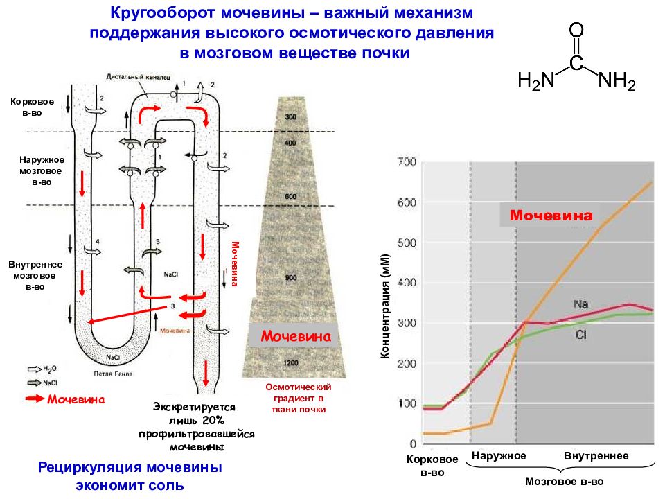 Важный механизм. Внутрипочечный кругооборот мочевины. Циркуляция мочевины в почках. Круговорот мочевины в почках. Значение высокого осмотического давления в мозговом веществе почки.
