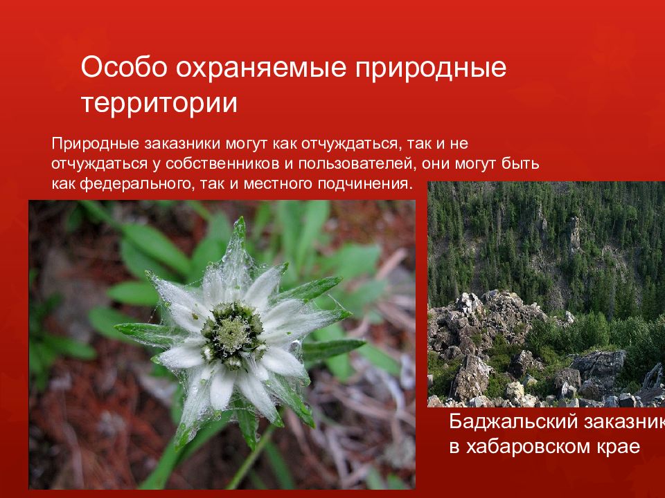 Охраняемые виды млекопитающих. Особо охраняемые виды животных. Белые страницы – охраняемые природные территории. Исчезающие виды животных. Красная книга особо охраняемые природные территории.