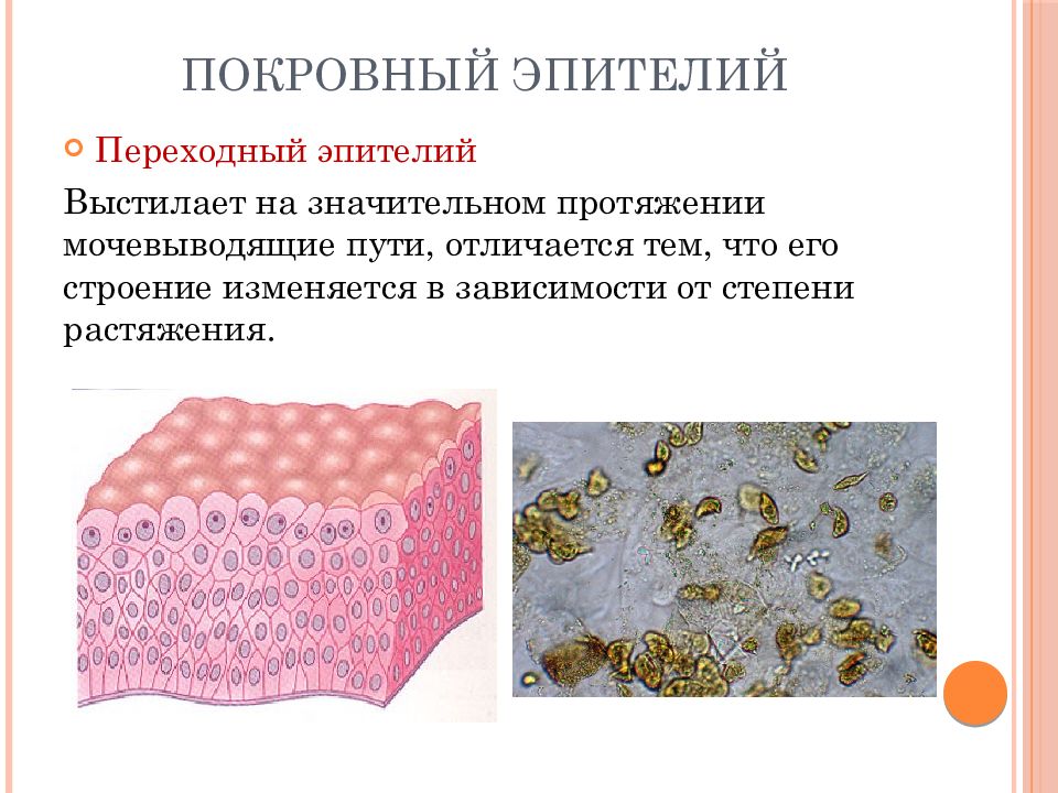 Эпителий. Эпителиальная ткань покровный эпителий. Покровная ткань эпителий растений. Переходный эпителий выстилает. Классификация покровного эпителия.