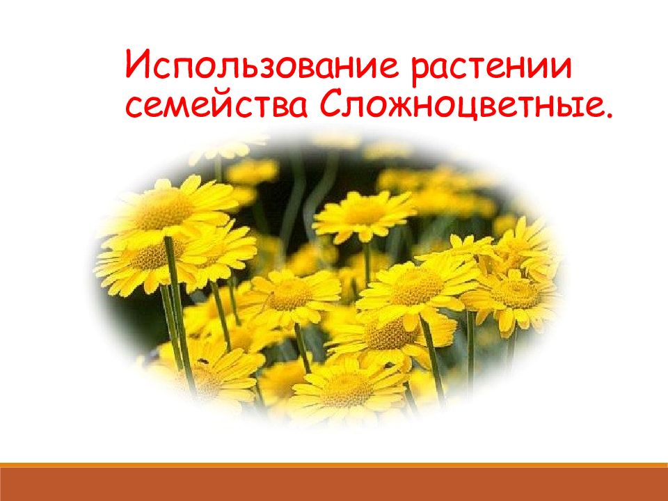 Сложноцветные вывод