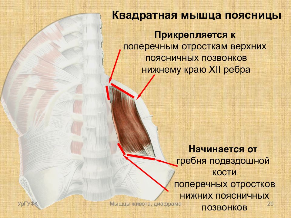 Фото квадратная мышца поясницы