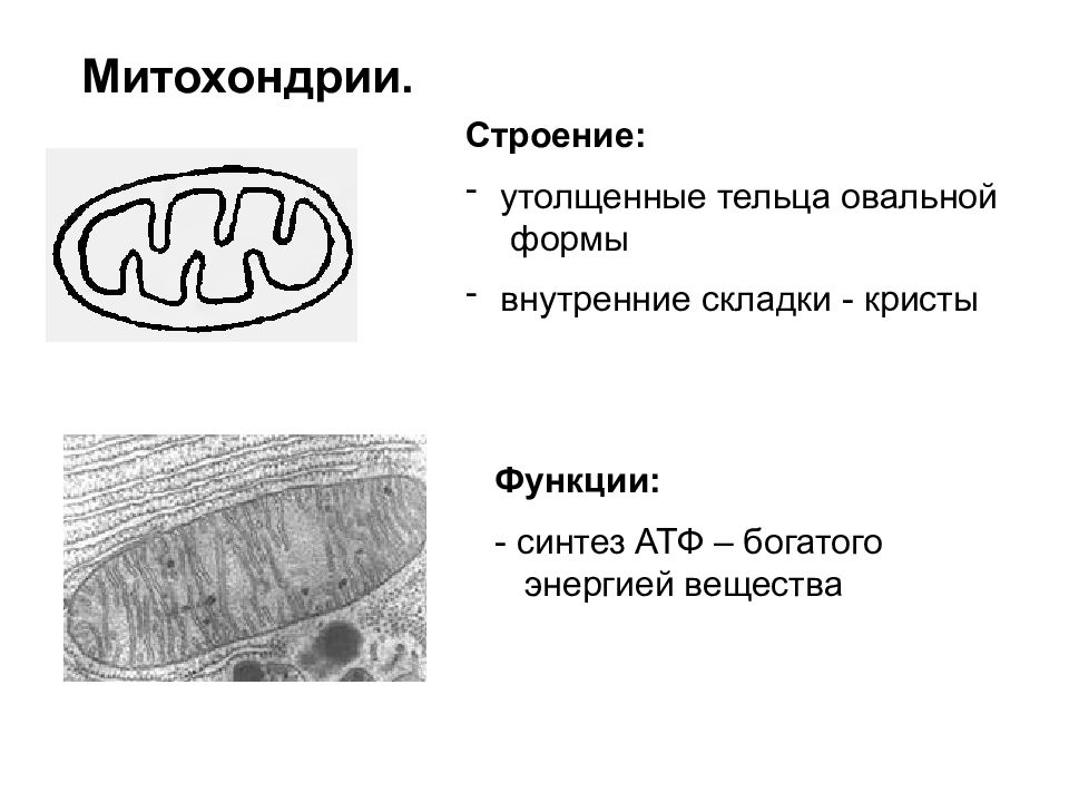 Разделение клеточных структур. Строение митохондрии. Утолщенная структура клетки. Обязательные структуры клетки. Строение клетки тельца.