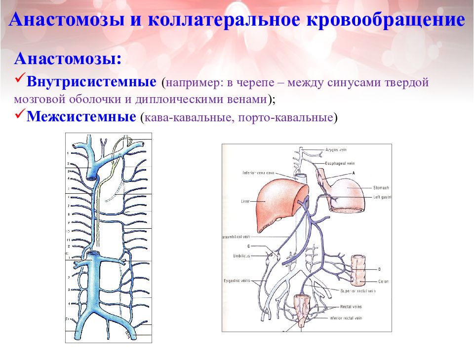 Коллатеральное кровообращение схема