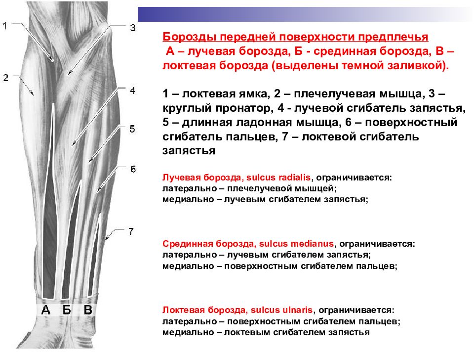 Поверхности предплечья. Топография локтевой ямки топографическая анатомия. Медиальная локтевая борозда предплечья. Медиальная, латеральная, срединная борозды предплечья. Борозды предплечья топография.