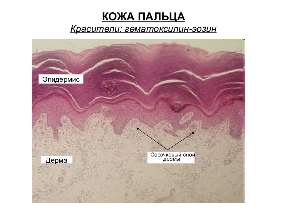 Кожа пальца гистология рисунок