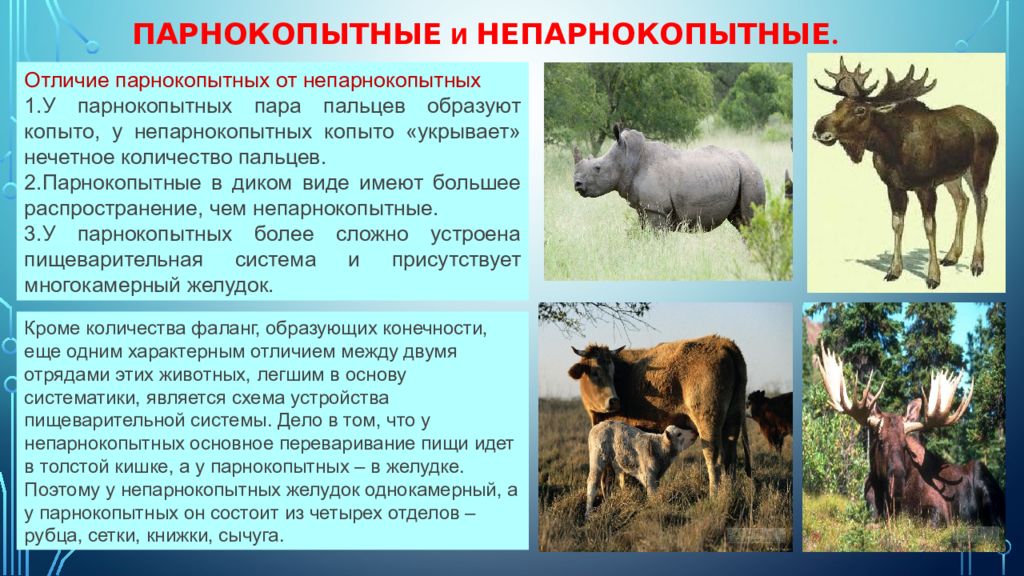 Ластоногие и китообразные парнокопытные и непарнокопытные хоботные 7 класс презентация