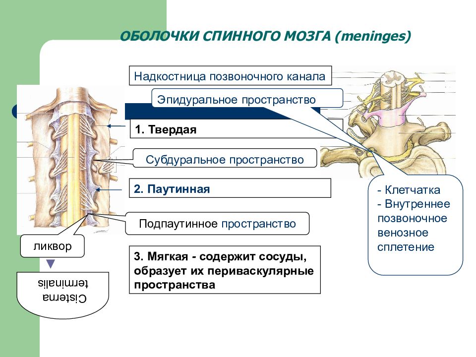 Мягкая оболочка спинного. Паутинная оболочка спинного мозга. Оболочки спинного мозга анатомия. Оболочки спинного мозга эпидуральное пространство. Позвоночные венозные сплетения.