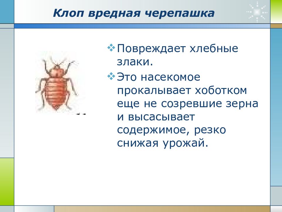 Проект по биологии 7 класс на тему насекомые переносчики заболеваний человека