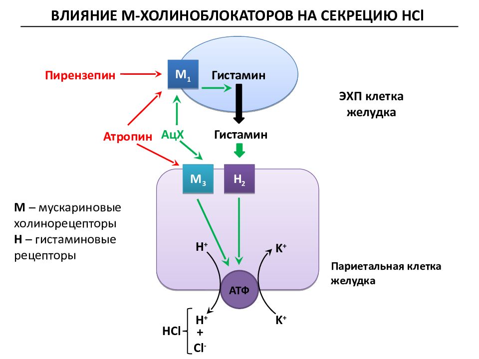 Гистамин действие