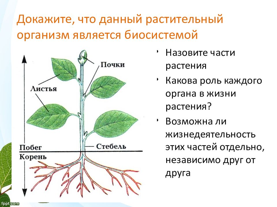 На какой фотографии изображен организм который не имеет этой структуры