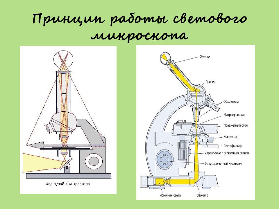 Действие микроскопа. Принцип действия оптического микроскопа. Принцип действия микроскопа. Принцип работы микроскопа физика схема. Устройство микроскопа ход лучей в микроскопе.