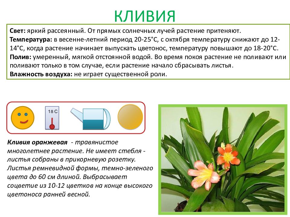 Презентация паспорт комнатных растений