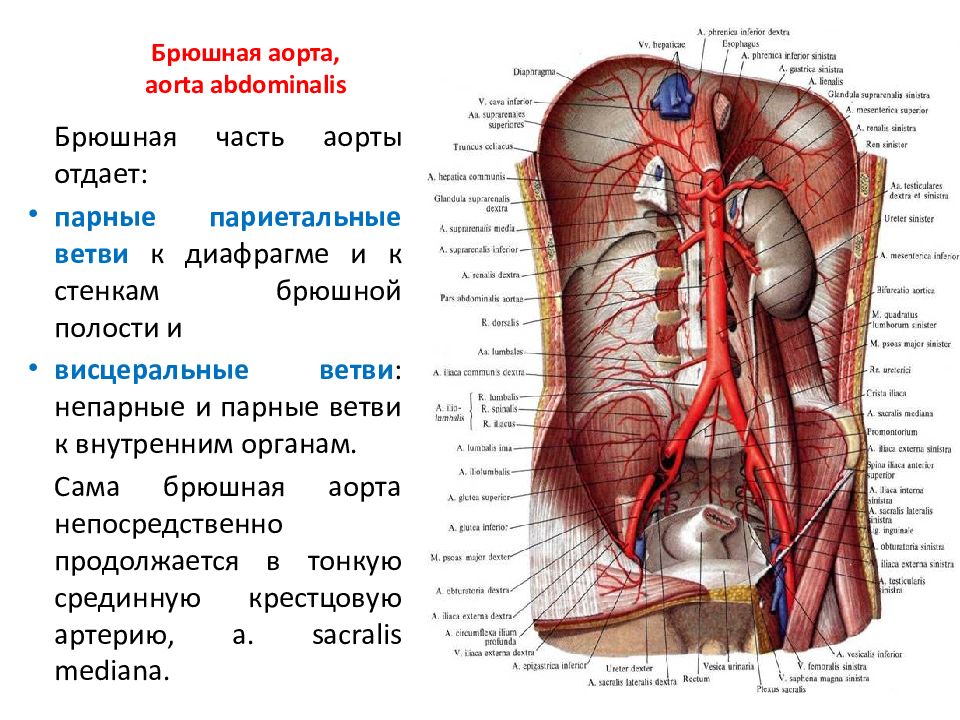 Аорта брюшной полости. Строение брюшной аорты анатомия. Артерии брюшной части аорты анатомия. Висцеральные ветви брюшной аорты. Ветви брюшной аорты топографическая анатомия.